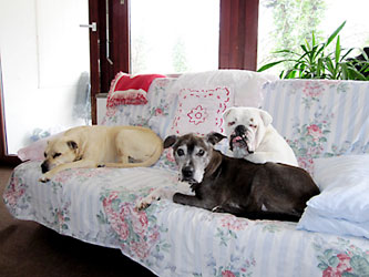 Tierpension
