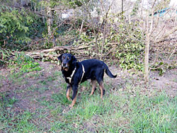 Tierpension